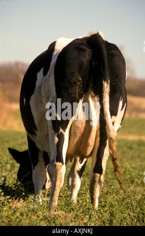 ILLINOIS Holstein dairy cow grazing grass in field udder tail and hindquarters viewed from behind Stock Photo