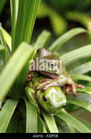 two australian green tree frogs in foliage Stock Photo
