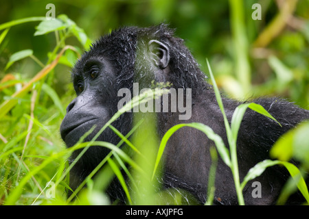 Africa Uganda Bwindi Impenetrable National Park Adult Mountain Gorilla Gorilla gorilla beringei sitting in tall grass Stock Photo