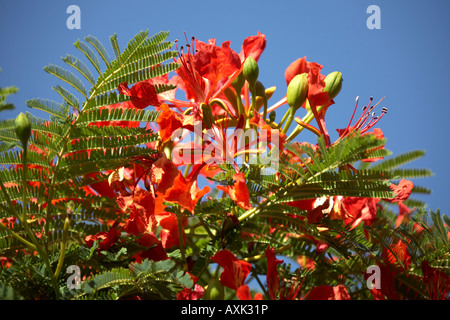 Poinciana ponsiana flamboyant or flame trees with red flowers on South Bank in Brisbane Queensland QLD Australia Stock Photo