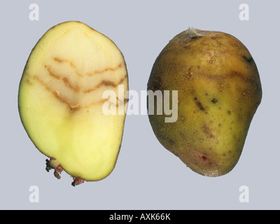 Spraing symptom of potato mop top virus PMTV in potato tuber Stock Photo