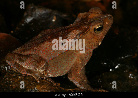 Leaf-litter frog in the rainforest near Cana in the Darien national park, Republic of Panama. Stock Photo