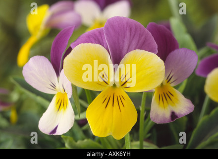 Viola x williamsii 'Sweeties' F1 Hybrid mini pansy Stock Photo