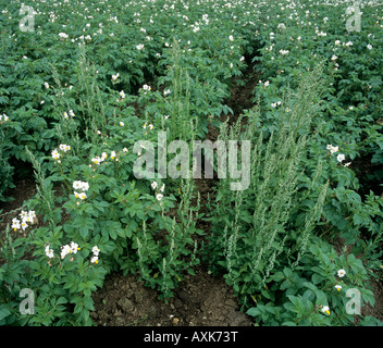 Flowering fat hen Chenopodium album in maturing potato crop Stock Photo
