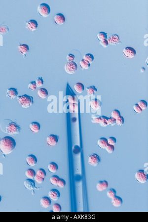 cloning microinjection syringe and human embryonal stem cells ES cells Stock Photo