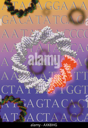 circular DNA plasmid with active gene used in gene therapy and cloning of genes Stock Photo