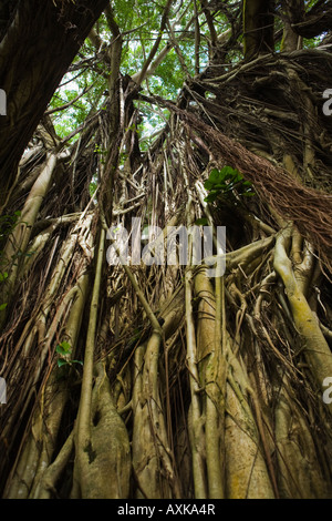 Banyon tree in Hilo Hawaii Stock Photo