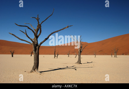 Dead Trees and Sand Dunes at Dead Vlei Namibia Stock Photo