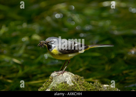 Grey Wagtail Motacilla cinerea Derbyshire UK male with insects in its beak Stock Photo