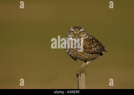 Burrowing Owl Speotyto cunicularia Florida USA perched on wooden post Stock Photo