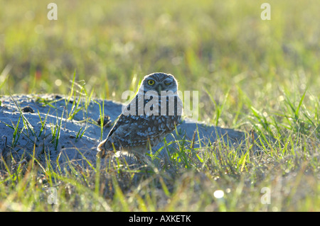 Burrowing Owl Speotyto cunicularia Florida USA on the ground one eye closed Stock Photo