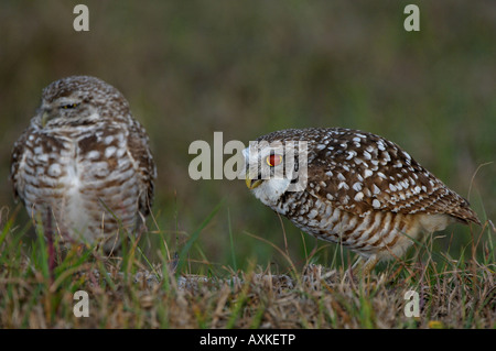 Burrowing Owl Speotyto cunicularia Florida USA pair on ground one half asleep the other calling showing tapetum lucidum Stock Photo