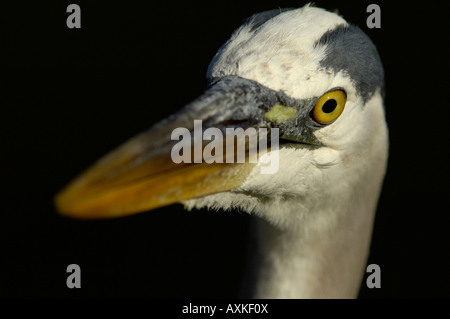 Great Blue Heron Ardea herodias Florida USA close up of head Stock Photo