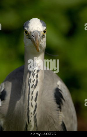 Grey Heron Ardea cinerea Richmond Park London UK Stock Photo