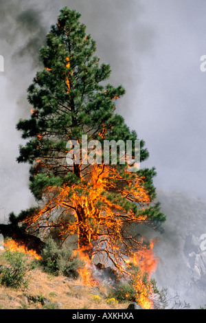 A forest fire in Idaho consumes a ponderosa pine tree. Stock Photo