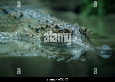 Slender Snouted Crocodile (crocodylus cataphractus Stock Photo - Alamy