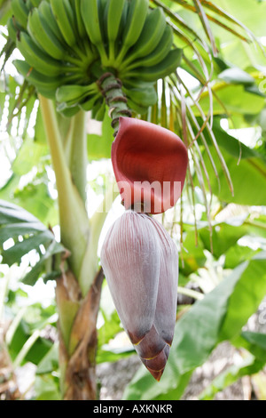 Banana Musa paradisiaca young fruit with flower bell taken in Holguin, Cuba Stock Photo