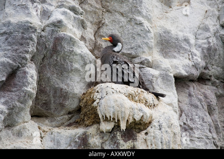 Buntscharbe Cormoran Gris Red legged cormorant Phalacrocorax gaimardi