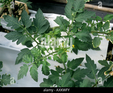 Tomato yellow leaf curl virus symptoms on tomato leaves on plants grown under polythene Stock Photo