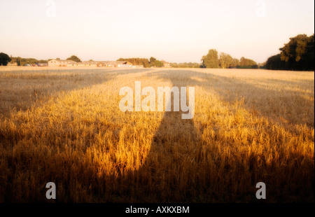 Show of tree in field. Stock Photo