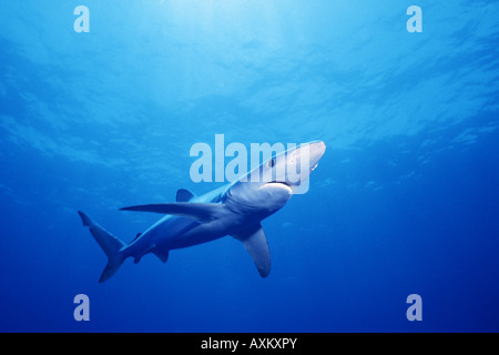 Free swimming Blue Shark (Prionace glauca) San Diego, California, Pacific Ocean Stock Photo