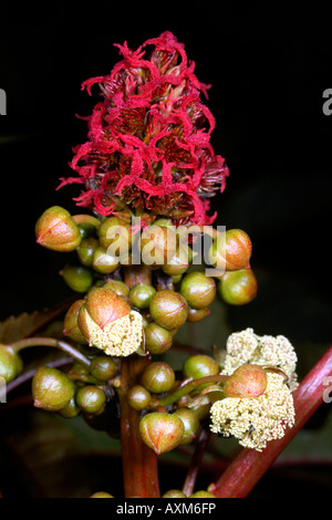 Flower of castor oil plant (Ricinus communis) Stock Photo