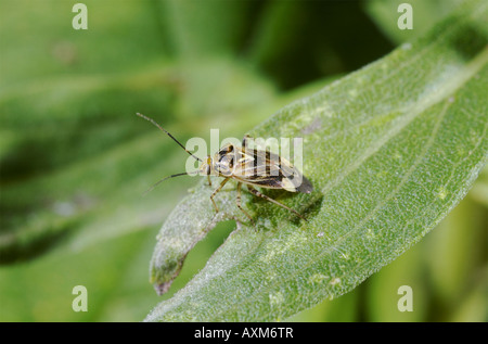 Tarnished Plant Bug, Lygus lineolaris, on a goldenrod plant Stock Photo