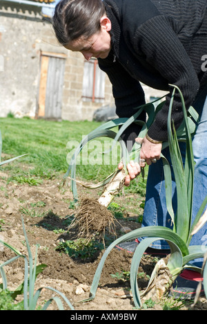 Stock photo of a woman gardener pulling up a Leek Stock Photo