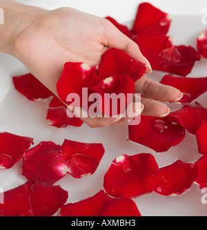Close up of flower petals in woman s hand Stock Photo