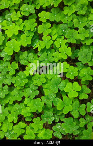 Clover Muir Woods National Park California USA Stock Photo