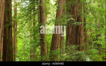 five tall trees in a row at sunrise Stock Photo - Alamy