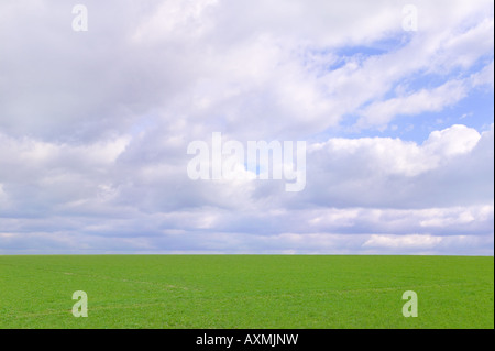 Green field and cloudy sky on a beautiful bright day the grass is nice and fresh after a rain shower Stock Photo