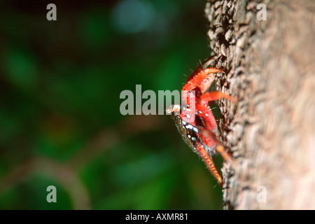 Shore crab Grapsus sp climbing on mangrove tree Itamaracá Pernambuco Brazil Stock Photo