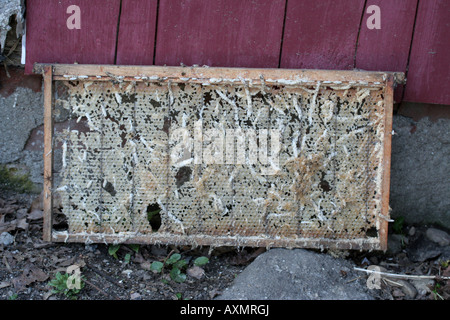 Damage done by waxworms to a frame in a beehive Stock Photo