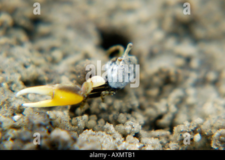 Fiddler crab in the mud Uca minax Caixa Prego Bahia Brazil Stock Photo