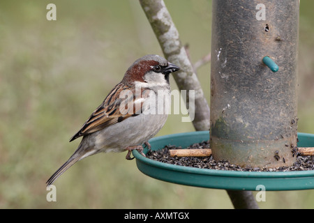 Male House Sparrow on Niger seed Bird Feeder Stock Photo