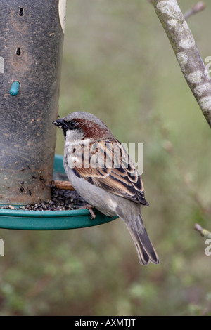 Male House Sparrow on Niger seed Bird Feeder Stock Photo