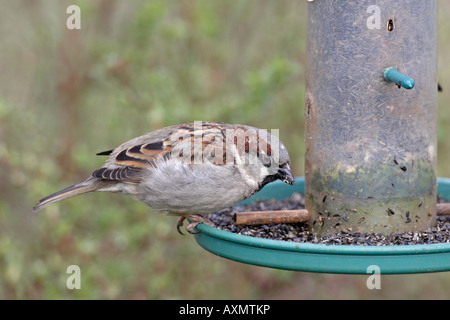 Male House Sparrow on Niger seed Bird Feeder Stock Photo