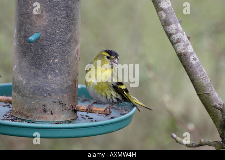 Male Siskin on Niger seed bird feeder Stock Photo