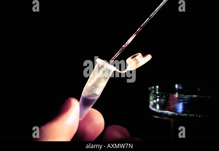genetic engineering researcher extracting DNA from sample Stock Photo