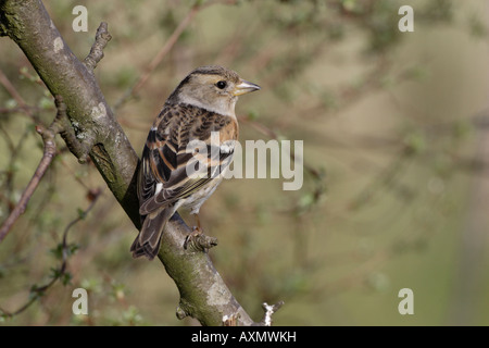 Female Brambling perched Stock Photo