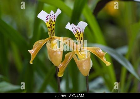 Orchid Paphiopedilum gratrixianum Stock Photo