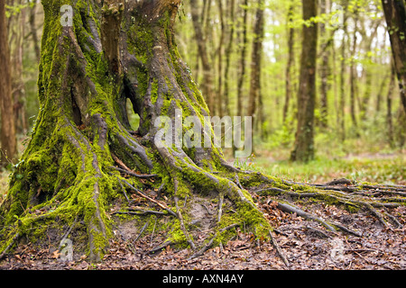 moss covered oak tree trunk and roots in temperate wet forest Stock Photo