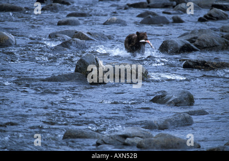 A Grizzly bear running through a creek with a Coho Salmon he just caught at Anan Creek Bear Reserve in Tongass National Forest in Southeast Alaska Stock Photo