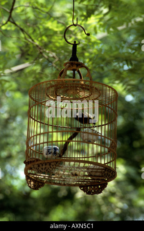 In the early morning local people hang their caged songbirds in tree branches to enjoy their song in Beijing China Stock Photo