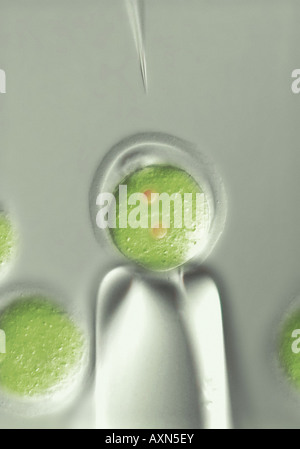 Cloning microinjection of human embryonal stem cells ES cells into egg cell ovum Stock Photo