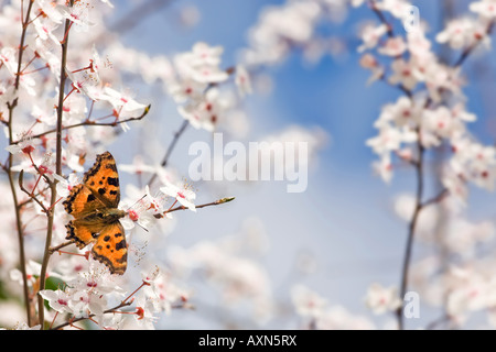 Nymphalis polychloros butterfly on plum tree flowers at springtime Stock Photo