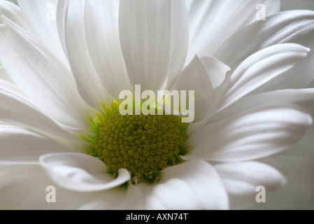 Close up of a white Chrysanthemum. Stock Photo