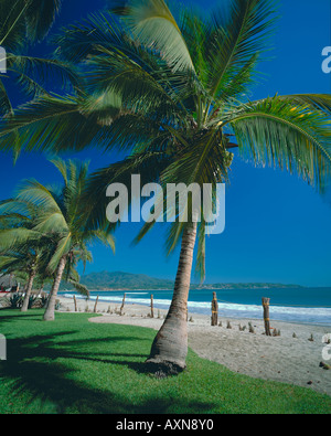 Coconut Palms on the beach of Bahia de Banderas Banderas Bay near the village of Bucerias Stock Photo