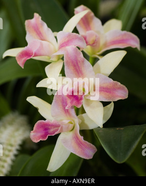 Orchid Laeliocattleya Mary Biu Stock Photo